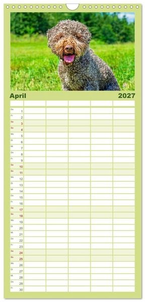 Produktbild: Familienplaner 2027 - Lagotto Romagnolo - die Tr&uuml;ffelsucher Italiens mit 5 Spalten (Wandkalender, 21 x 45 cm) CALVENDO