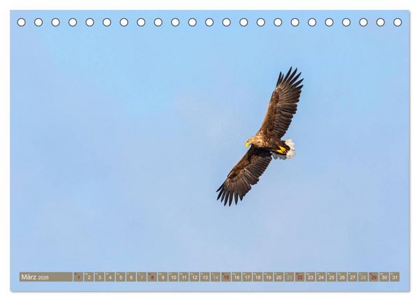 Produktbild: Wilder Dar&szlig; - Fuchs, Hirsch und Co. 2026 (Tischkalender 2026 DIN A5 quer), CALVENDO Monatskalender