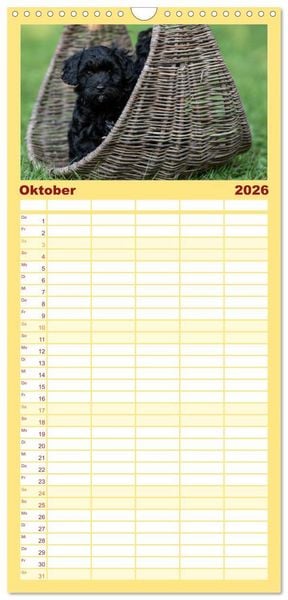 Produktbild: Familienplaner 2026 - Maltipoo Welpen mit 5 Spalten (Wandkalender, 21 x 45 cm) CALVENDO