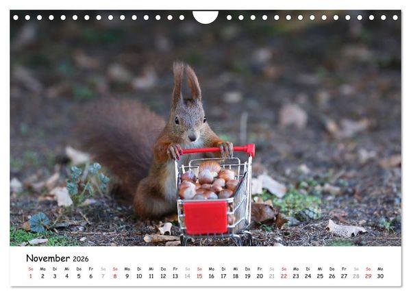 Produktbild: Unsere Eichh&ouml;rnchen in Bayern (Wandkalender 2026 DIN A4 quer), CALVENDO Monatskalender