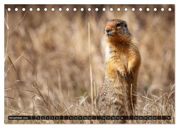 Produktbild: Wildtierkalender (Tischkalender 2026 DIN A5 quer), CALVENDO Monatskalender