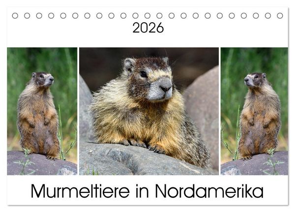 Produktbild: Murmeltiere in Nordamerika (Tischkalender 2026 DIN A5 quer), CALVENDO Monatskalender