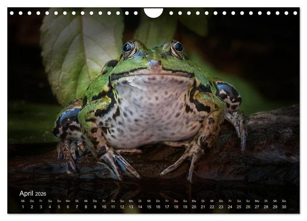 Produktbild: Fr&ouml;sche zum Verlieben (Wandkalender 2026 DIN A4 quer), CALVENDO Monatskalender