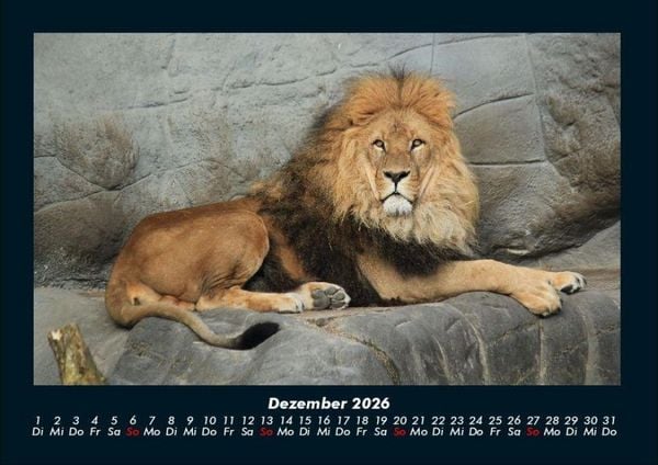 Produktbild: L&ouml;wen in der Wildnis 2026 Fotokalender DIN A4