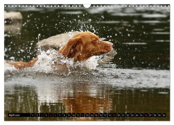 Produktbild: Nova Scotia Duck Tolling Retriever (Wandkalender 2026 DIN A3 quer), CALVENDO Monatskalender