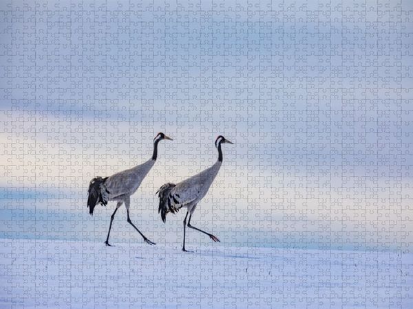 Produktbild: CALVENDO Puzzle Winterspaziergang der Kraniche auf verschneitem Feld | 1000 Teile Lege-Gr&ouml;&szlig;e 64x48cm Foto-Puzzle f&uuml;r gl&uuml;ckliche Stunden