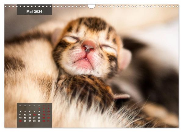 Produktbild: Bengal K&auml;tzchen (Wandkalender 2026 DIN A3 quer), CALVENDO Monatskalender