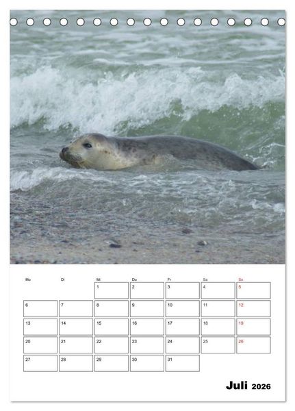 Produktbild: Liebenswerte Robben (Tischkalender 2026 DIN A5 hoch), CALVENDO Monatskalender
