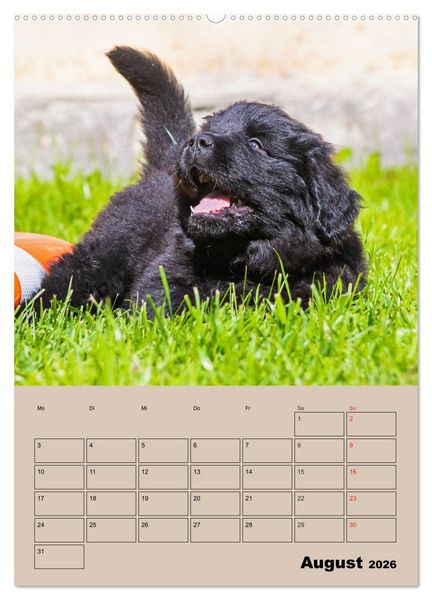 Produktbild: Familienplaner Neufundl&auml;nder Welpen (Wandkalender 2026 DIN A2 hoch), CALVENDO Monatskalender