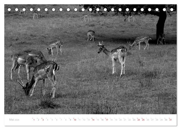 Produktbild: Mystischer Schwarzwald (Tischkalender 2026 DIN A5 quer), CALVENDO Monatskalender