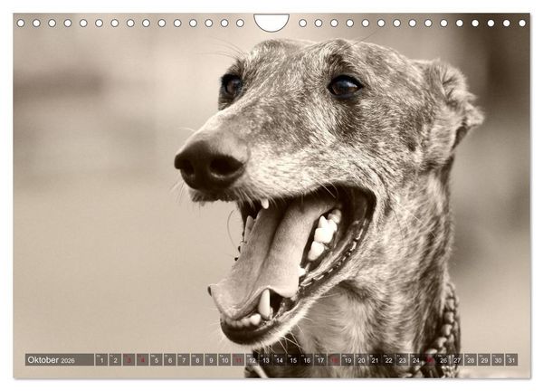 Produktbild: Galgo eye-catcher (Wandkalender 2026 DIN A4 quer), CALVENDO Monatskalender