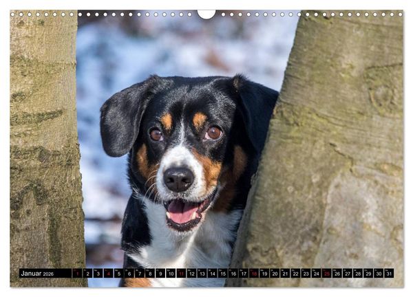 Produktbild: Entlebucher Sennenhund - treue Freunde (Wandkalender 2026 DIN A3 quer), CALVENDO Monatskalender