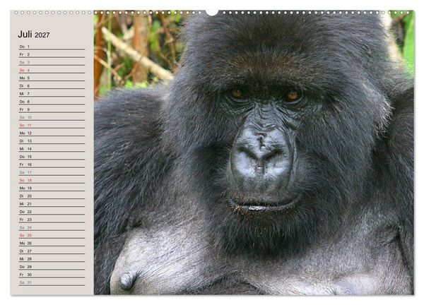 Produktbild: Berggorillas - die sanften Riesen (Wandkalender 2027 DIN A2 quer), CALVENDO Monatskalender