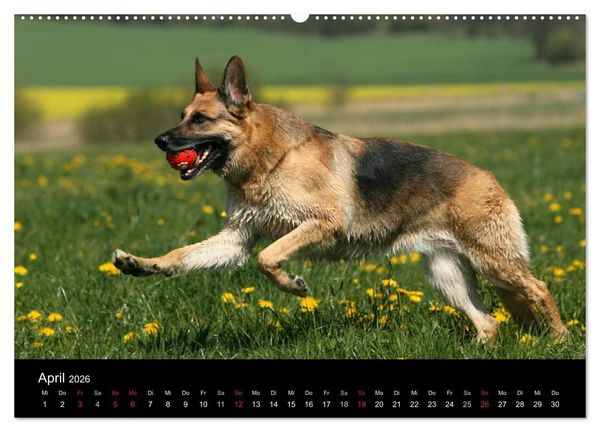 Produktbild: Mit dem Deutschen Sch&auml;ferhund durch's Jahr (hochwertiger Premium Wandkalender 2026 DIN A2 quer), Kunstdruck in Hochglanz