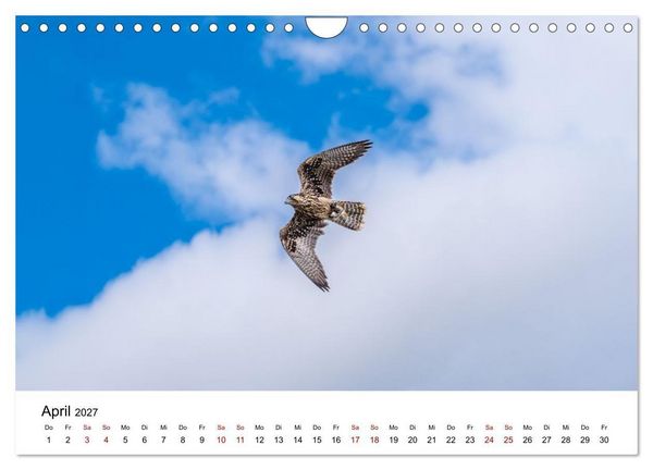 Produktbild: Greifv&ouml;gel in Aktion - Dynamische Flugbilder und Portr&auml;ts (Wandkalender 2027 DIN A4 quer), CALVENDO Monatskalender