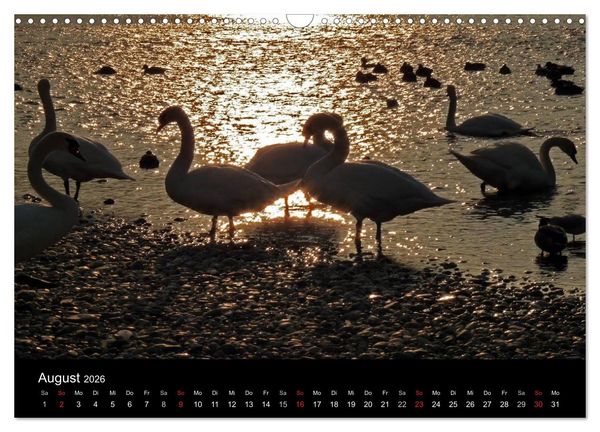 Produktbild: Die Isar - Von Scharnitz bis M&uuml;nchen (Wandkalender 2026 DIN A3 quer), CALVENDO Monatskalender