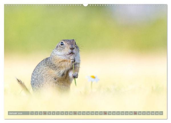 Produktbild: Liebenswerte Ziesel - vom Aussterben bedrohte Nagetiere (Wandkalender 2026 DIN A2 quer), CALVENDO Monatskalender