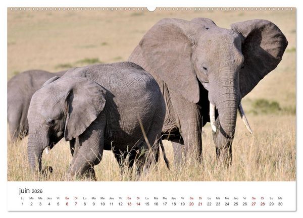 Produktbild: &Eacute;l&eacute;phants en Afrique (Calendrier mural 2026 DIN A2 vertical) calendrier de bureau