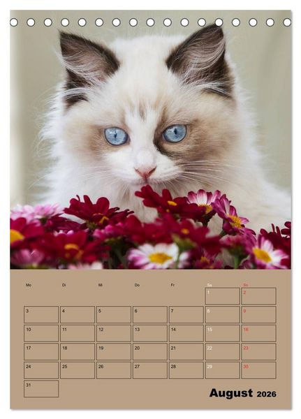 Produktbild: Ragdolls zum Verlieben (Tischkalender 2026 DIN A5 hoch), CALVENDO Monatskalender