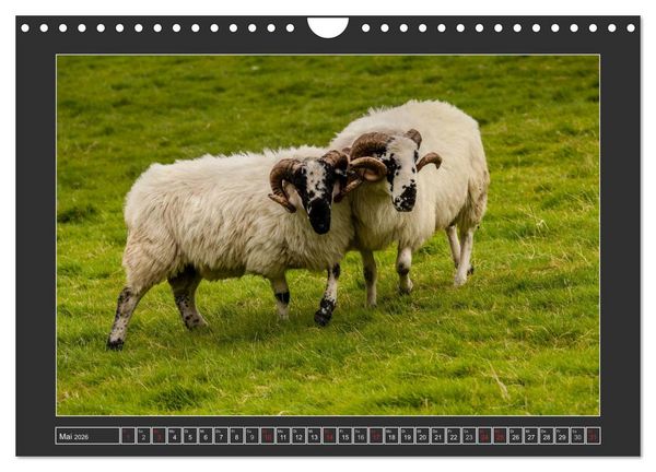 Produktbild: IRLAND - Insel der gl&uuml;cklichen Schafe (Wandkalender 2026 DIN A4 quer), CALVENDO Monatskalender