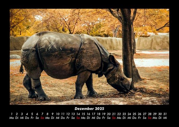 Produktbild: Tiere in der Wildnis 2025 Fotokalender DIN A3
