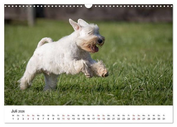 Produktbild: Schnauzer... von Zwergen und Riesen 2026 (Wandkalender 2026 DIN A3 quer), CALVENDO Monatskalender