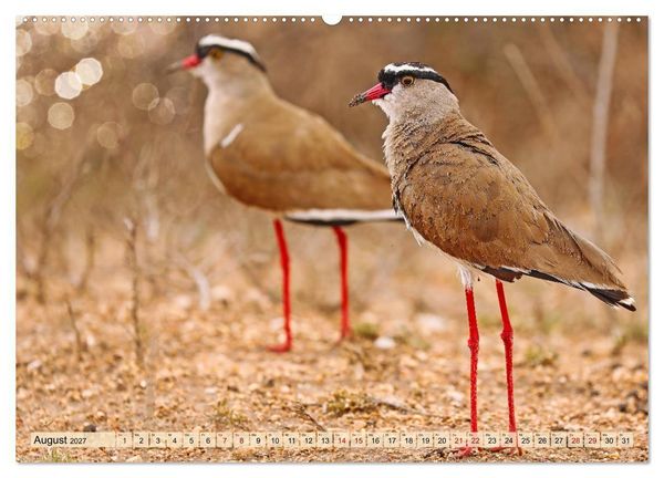 Produktbild: Afrikas Vogelwelt 2027 (hochwertiger Premium Wandkalender 2027 DIN A2 quer), Kunstdruck in Hochglanz