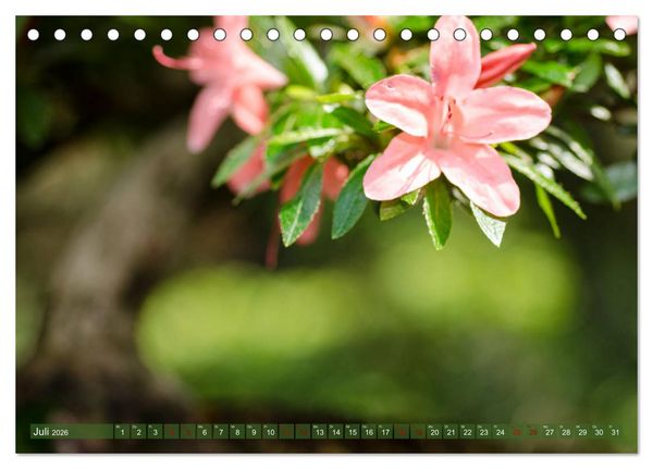 Produktbild: Bonsai ganz nah (Tischkalender 2026 DIN A5 quer), CALVENDO Monatskalender