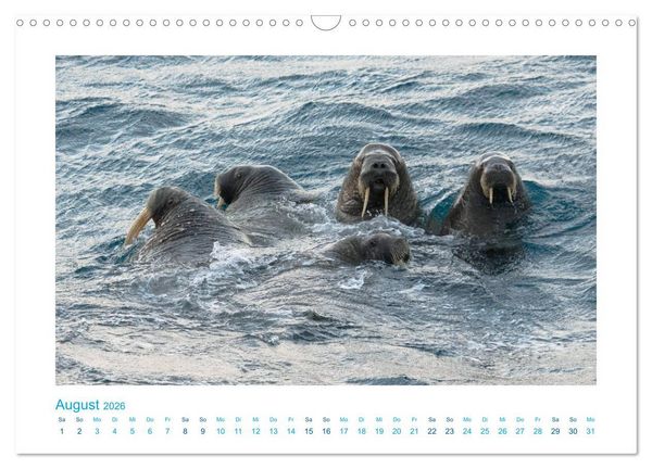 Produktbild: Spitzbergen - Landschaft - Eis - Tierwelt (Wandkalender 2026 DIN A3 quer), CALVENDO Monatskalender