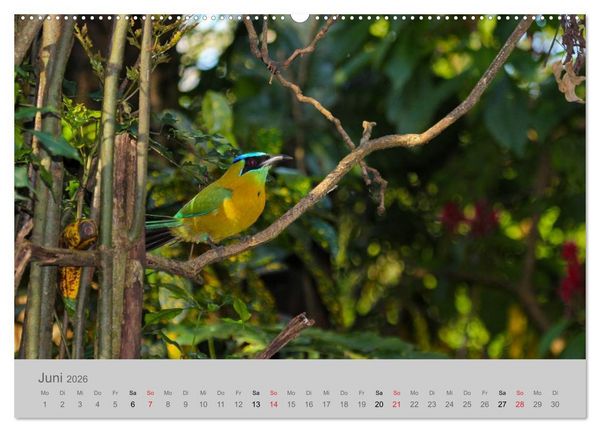 Produktbild: Costa Rica - Exotische V&ouml;gel im Regenwald (Wandkalender 2026 DIN A2 quer), CALVENDO Monatskalender