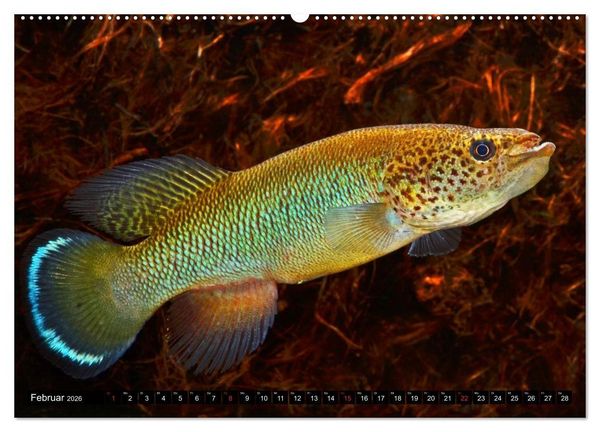 Produktbild: Killifische &ndash; Bunte Fische Afrikas (hochwertiger Premium Wandkalender 2026 DIN A2 quer), Kunstdruck in Hochglanz