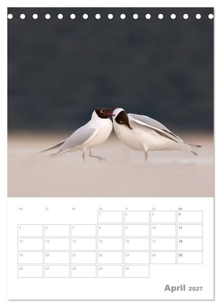 Produktbild: M&ouml;wen - die V&ouml;gel der K&uuml;ste (Tischkalender 2027 DIN A5 hoch), CALVENDO Monatskalender