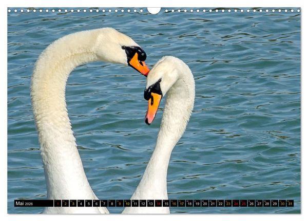Produktbild: V&ouml;gel im Fokus - Ausdrucksstarke Vielfalt in der Vogelwelt (Wandkalender 2026 DIN A3 quer), CALVENDO Monatskalender
