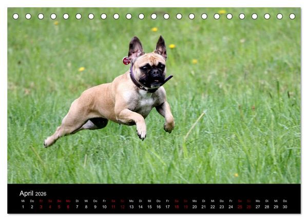 Produktbild: Franz&ouml;sische Bulldoggen - Schutzengel auf 4 Pfoten (Tischkalender 2026 DIN A5 quer), CALVENDO Monatskalender