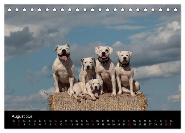 Produktbild: American Bulldog - stolz, loyal, einzigartig (Tischkalender 2026 DIN A5 quer), CALVENDO Monatskalender