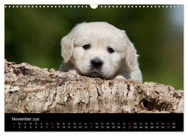 Produktbild: Hundewelpen (Wandkalender 2026 DIN A3 quer), CALVENDO Monatskalender