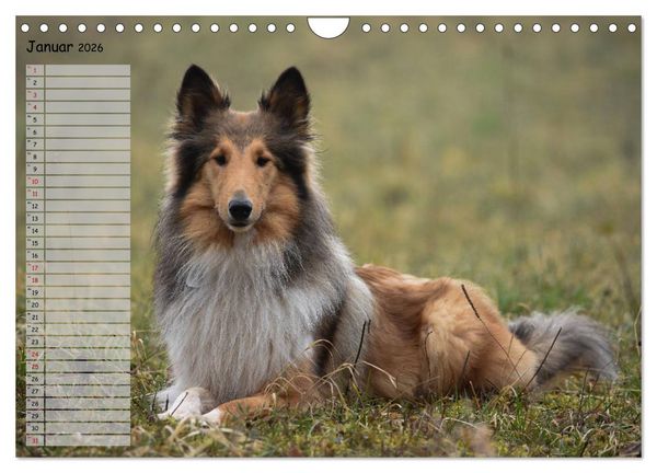 Produktbild: Highland Hawk Fame - Ein Collie begleitet durch das Jahr (Wandkalender 2026 DIN A4 quer), CALVENDO Monatskalender
