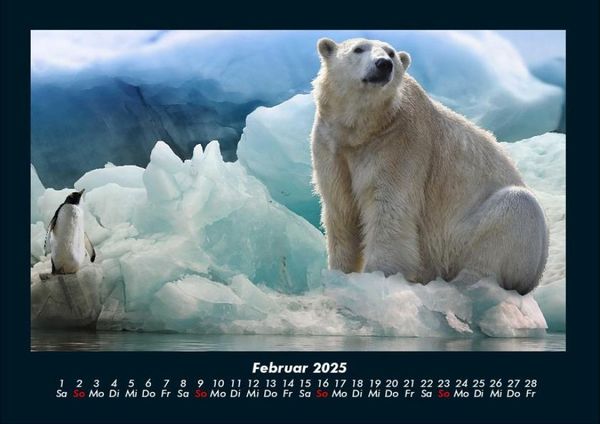 Produktbild: Pinguine & Eisb&auml;ren 2025 Fotokalender DIN A4