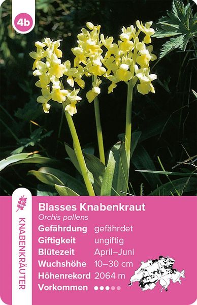 Produktbild: Flora Helvetica &ndash; das Quartett-Spiel