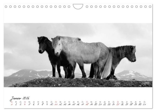 Produktbild: Islandpferde von Brimilsvellir (Wandkalender 2026 DIN A4 quer), CALVENDO Monatskalender