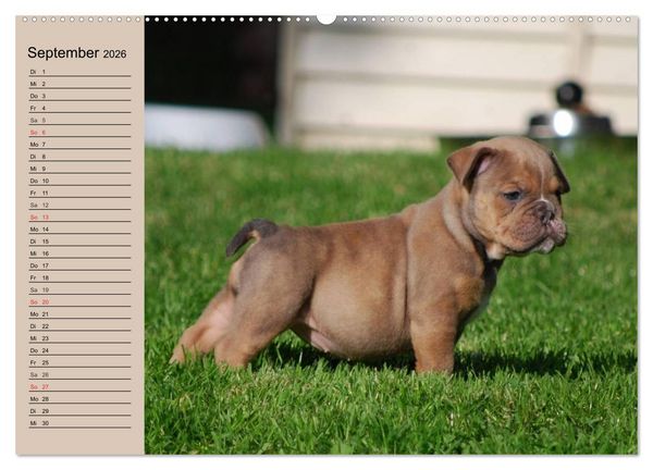 Produktbild: Bulldoggen-Kinder (hochwertiger Premium Wandkalender 2026 DIN A2 quer), Kunstdruck in Hochglanz
