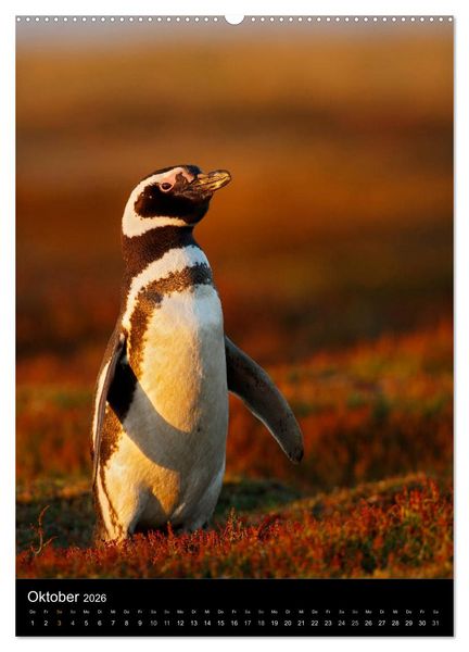 Produktbild: Hallo Pinguin (Wandkalender 2026 DIN A2 hoch), CALVENDO Monatskalender