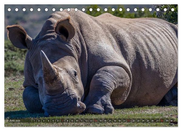 Produktbild: blick kontakt mit tieren im &ouml;stlichen und s&uuml;dlichen afrika (Tischkalender 2026 DIN A5 quer), CALVENDO Monatskalender