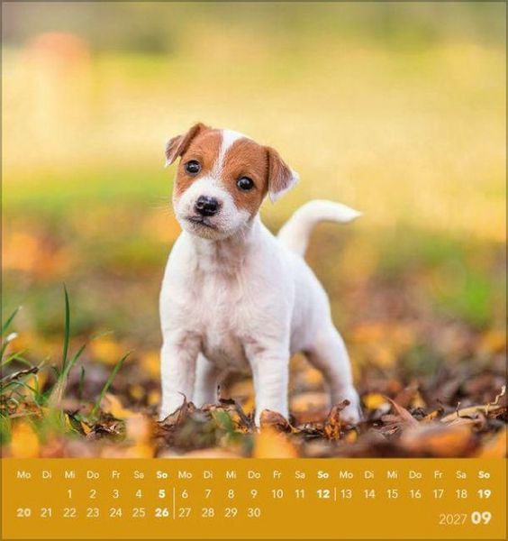 Produktbild: Hunde 2027