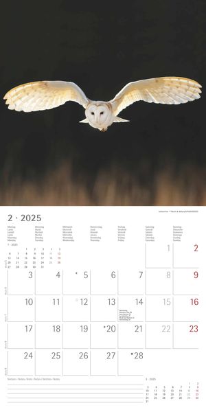 'Eulen 2025 - Broschürenkalender 30x30 cm (30x60 geöffnet) - Kalender 