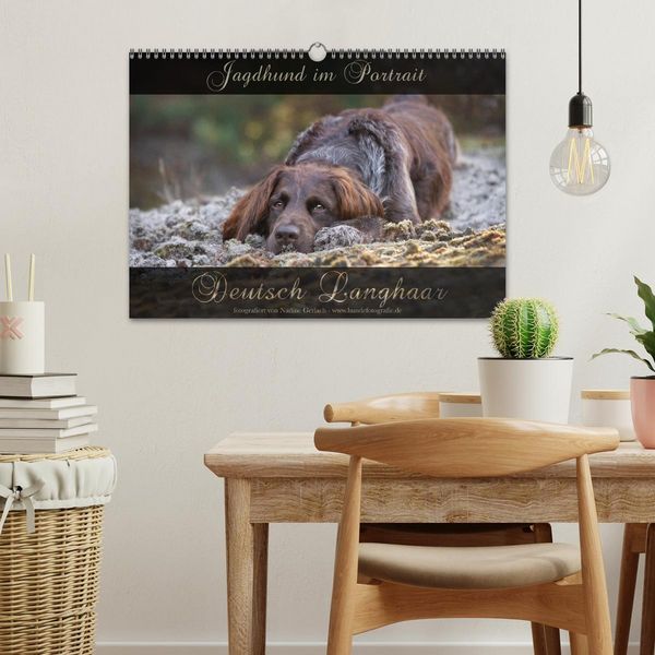 Produktbild: Jagdhund im Portrait - Deutsch Langhaar (Wandkalender 2026 DIN A3 quer), CALVENDO Monatskalender