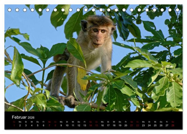 Produktbild: Sri Lanka - Tierische Momente (Tischkalender 2026 DIN A5 quer), CALVENDO Monatskalender