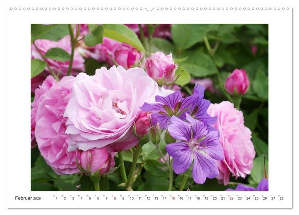 Produktbild: Rosenlust (Wandkalender 2026 DIN A2 quer), CALVENDO Monatskalender