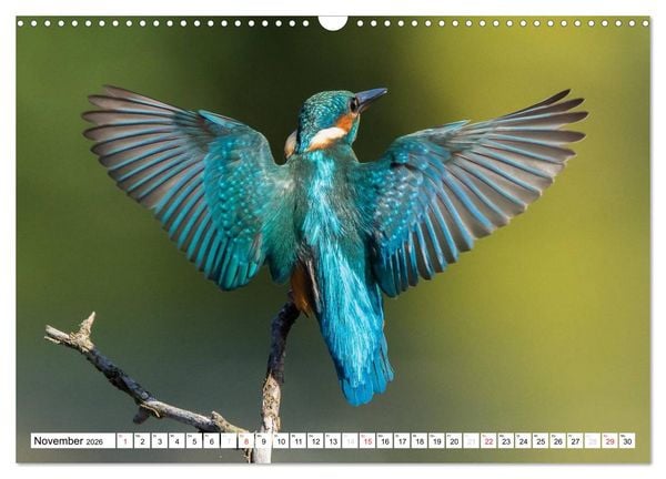 Produktbild: Faszination Eisvogel (Wandkalender 2026 DIN A3 quer), CALVENDO Monatskalender