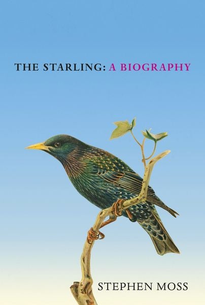 Produktbild: The Starling